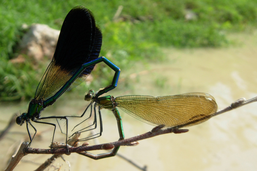 Calopteryx splendens caprai e Ischnura elegans